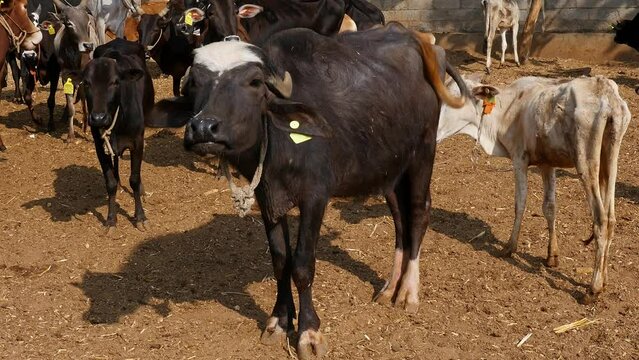 Closeup of a water buffalo or murrah buffalo amidst cattle