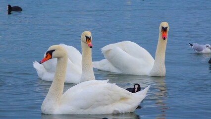 Obraz premium Birds of Europe. Mute swan (Cygnus olor), gulls and ducks - wintering waterfowl in the Black Sea