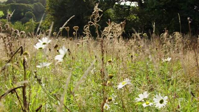 Wildflower meadow seedheads set amongst rich oak woodland handheld camera angle