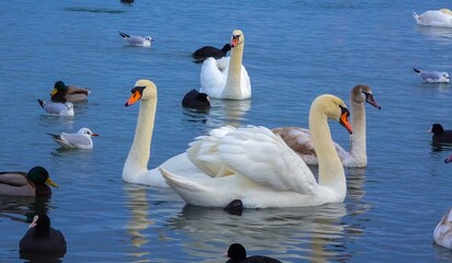 Birds of Europe. Mute swan (Cygnus olor), gulls and ducks - wintering waterfowl in the Black Sea