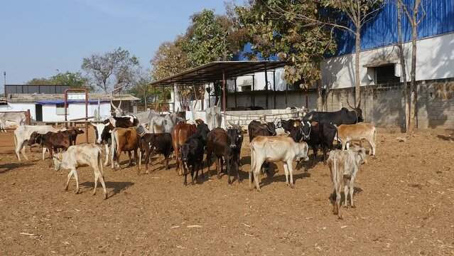 A herd of cattle or a group of cattle relaxing in a goshala, or cattle shelter