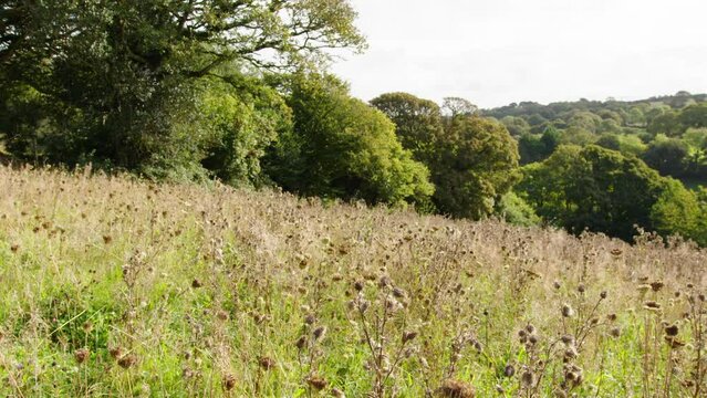 Wildflower meadow seedheads set amoungst rich oak woodland camera slider angle