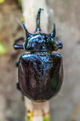 A large beetle (Megasoma mars) in the Amazon rainforest
