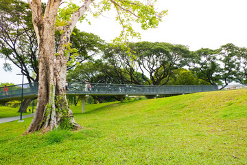 Cityscape view of Benjakitti Park with trees and skywalk, New beautiful garden in the city center.