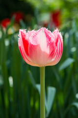 pink tulip blooming in a spring garden - selective focus
