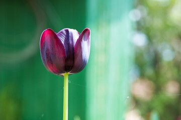 Close up of queen of the night tulip blooming in a spring garden. Selective focus, copy space.