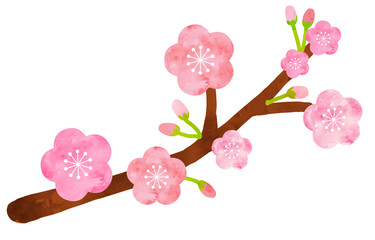 plum tree blossom