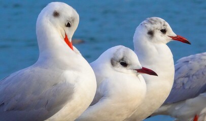 The black-headed gull (Larus (Chroicocephalus) ridibundus). Birds of Ukraine