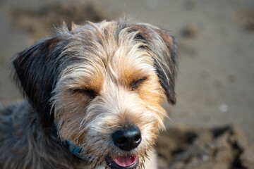 Close-up shot of a happy dog enjoying the beach