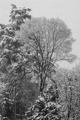 trees in a park during a winter snowfall, black and white photo
