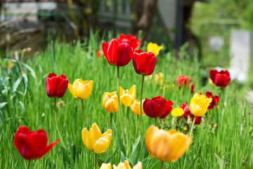 red and yellow tulips flowering in a spring garden- selective focus