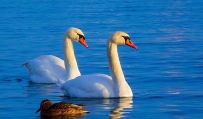 Birds of Europe. Mute swan (Cygnus olor), gulls and ducks - wintering waterfowl in the Black Sea © Oleg Kovtun