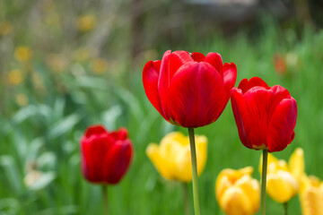 Fototapeta premium red and yellow tulips flowering in a spring garden- selective focus