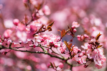 Cherry blossoms in full bloom with beautiful pink petals