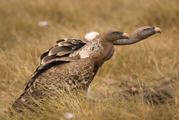 White-backed vulture (Gyps africanus) (Safari in Ngorongoro Conservation Area)