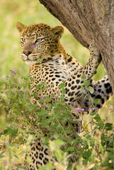 Leopard (Panthera pardus) (Safari in Ngorongoro Conservation Area)