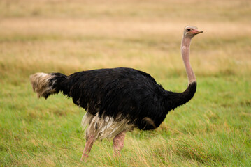 common ostrich (Struthio camelus) on the African sabannah (Safari in Ngorongoro Conservation Area)