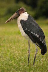 Marabou stork (Leptoptilos crumenifer) on the African sabannah (Safari in Ngorongoro Conservation Area)