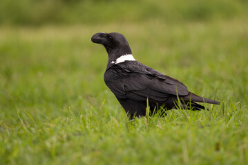 Crow on the African sabannah (Safari in Ngorongoro Conservation Area)