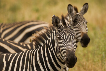 Zebras on the African sabannah (Safari in Ngorongoro Conservation Area)