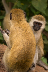 Vervet monkey (Chlorocebus pygerythrus) on the African sabannah (Safari in Lake Manyara National Park)