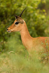 Antelope in Lake Manayara National Park
