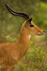 Impala (Aepyceros melampus) in Lake Manayara National Park