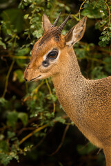 Obraz premium Dik-dik (Madoqua) in Lake Manayara National Park