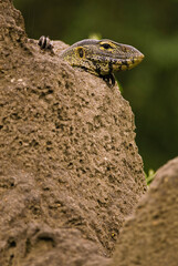 Monitor lizard in Lake Manayara National Park