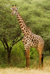Naklejka na ściany i meble Giraffe (giraffa) in Lake Manayara National Park
