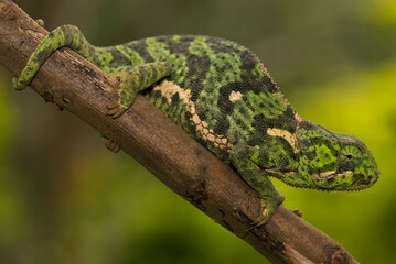 Chameleon in Lake Manayara National Park