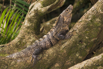 Fototapeta premium Iguana resting on a branch