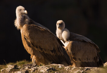 Eurasian griffon vulture (Gyps fulvus) at sunrise
