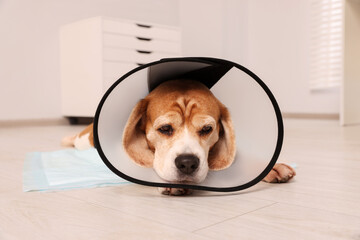 Adorable Beagle dog wearing medical plastic collar on floor indoors