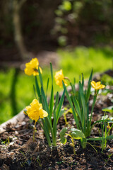 Yellow spring daffodil flower, macro closeup