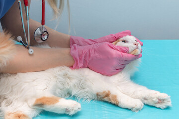 veterinarian examines the eyes of a cat lying on the table.