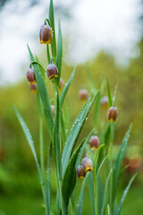 Fritillaria Michailovskyi commonly known as Fritillaria Michailovski