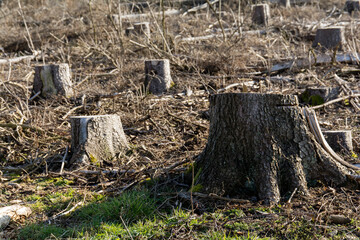 Baumstümpfe