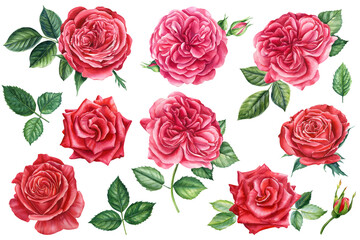 Red flowers set. Roses, buds and leaves on white background, watercolor illustration, floral clipart Botanical painting