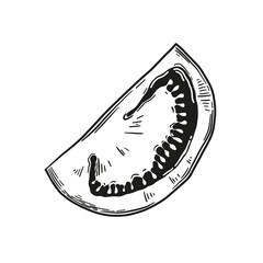 Hand-drawn vector tomato. Monochrome drawing in the style of engraving. Clipart