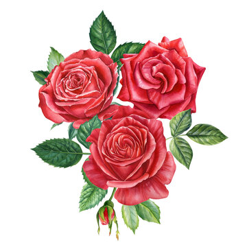 Bouquet of roses, buds and leaves on white background, watercolor illustration, floral Botanical painting. Red flowers