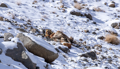 snow leopard after a hunt