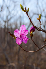 Selective focus. Rhododendron. Spring floral background.