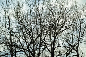 Fototapeta na wymiar Group of leafless trees in winter.