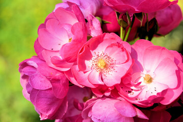 Naklejka premium pink rose close up on a sunny day