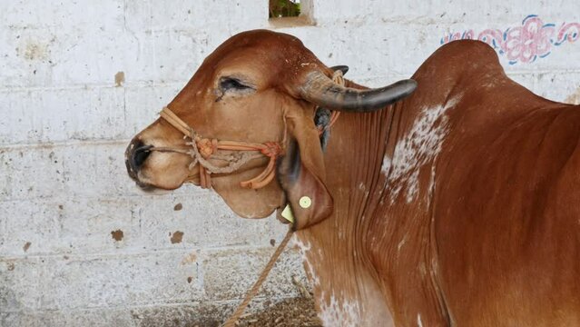 Closeup of a diseased brown cow tied in the barn at the cow shelter