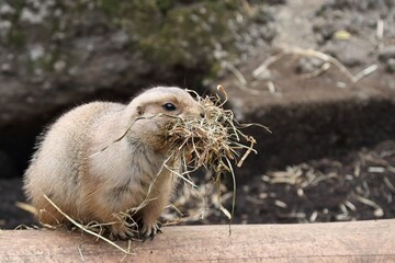 大量の干し草をくわえたプレーリードッグ