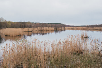 Low angle view of a swampy lake with reeds and blue sky.