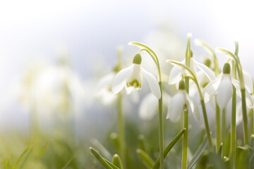 White flower, snowdrops in winter, white in white, Galanthus