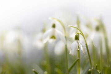 White flower, snowdrops in winter, white in white, Galanthus
